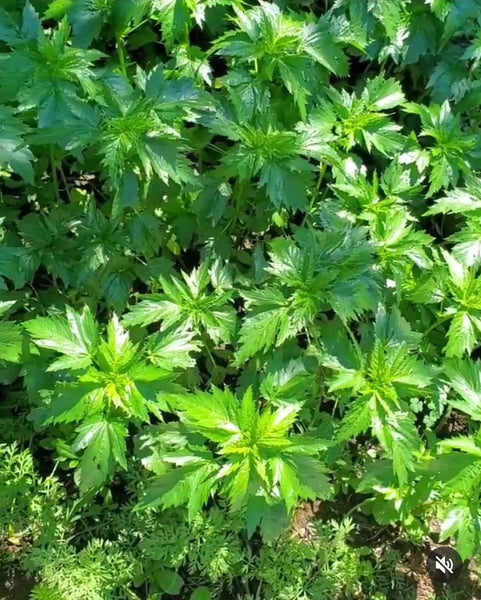 Fresh Jute leaves (ewedu)